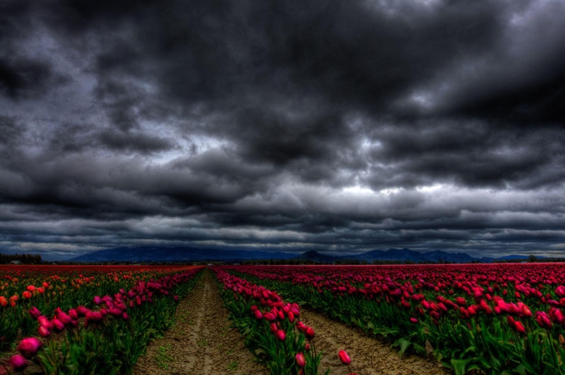 The brightest tulips from around the world