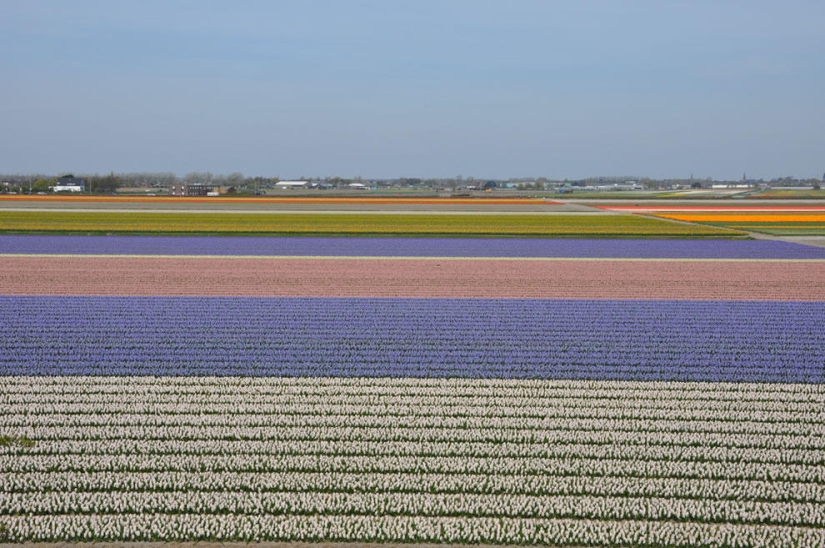 The brightest tulips from around the world