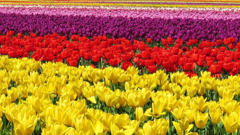 The brightest tulips from around the world
