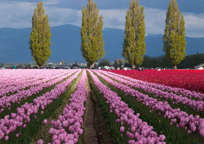 The brightest tulips from around the world
