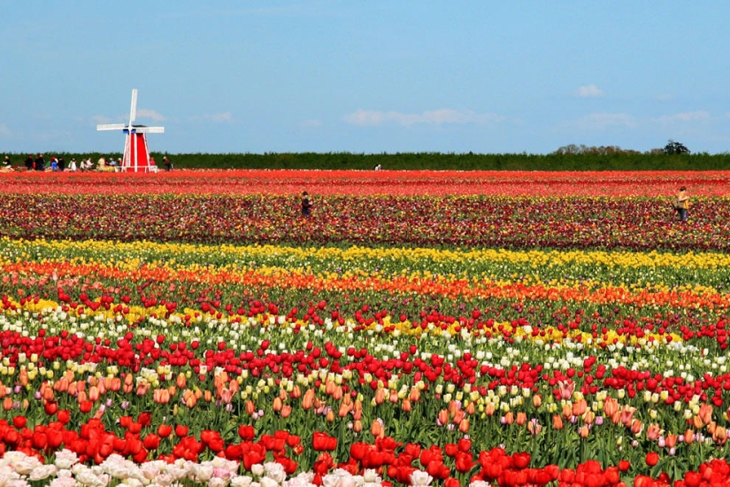 The brightest tulips from around the world