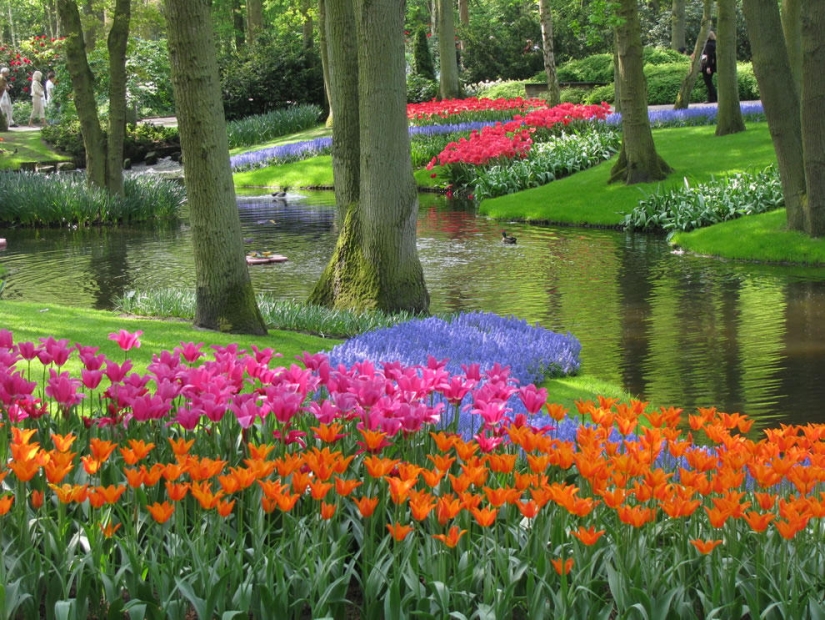 The brightest tulips from around the world