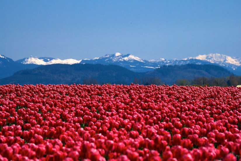 The brightest tulips from around the world