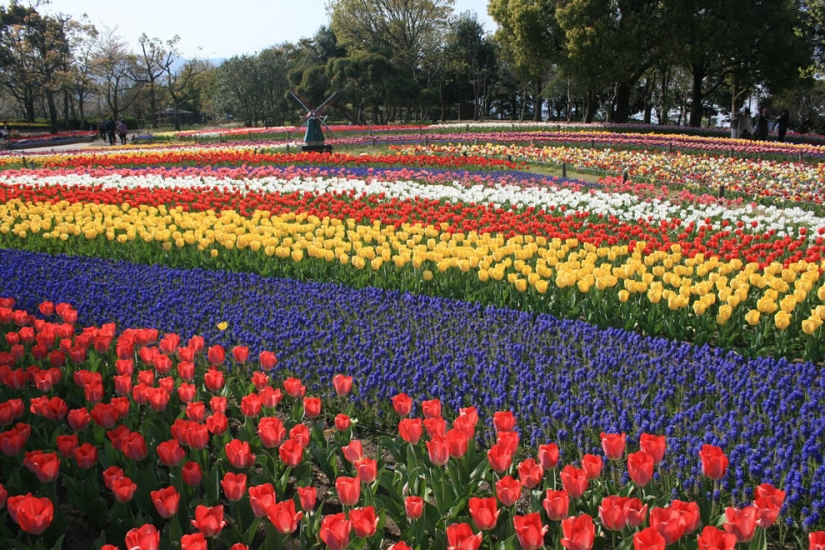 The brightest tulips from around the world