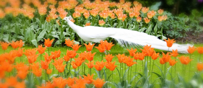 The brightest tulips from around the world