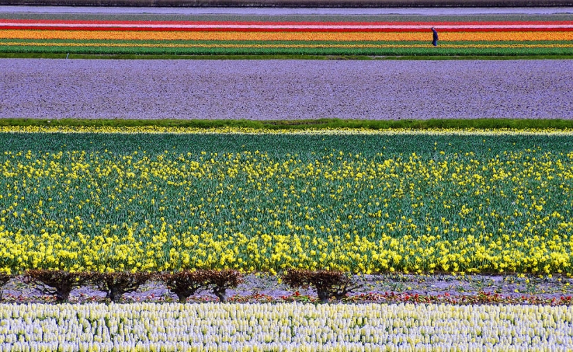 The brightest tulips from around the world