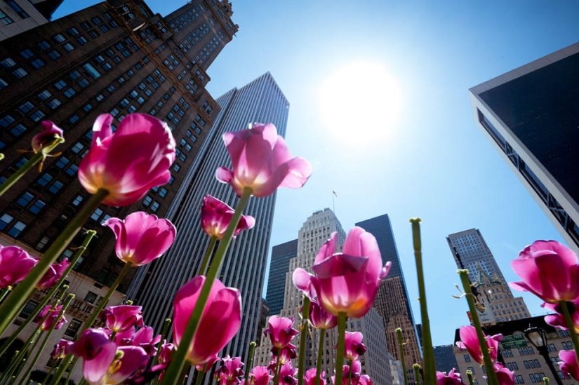 The brightest tulips from around the world