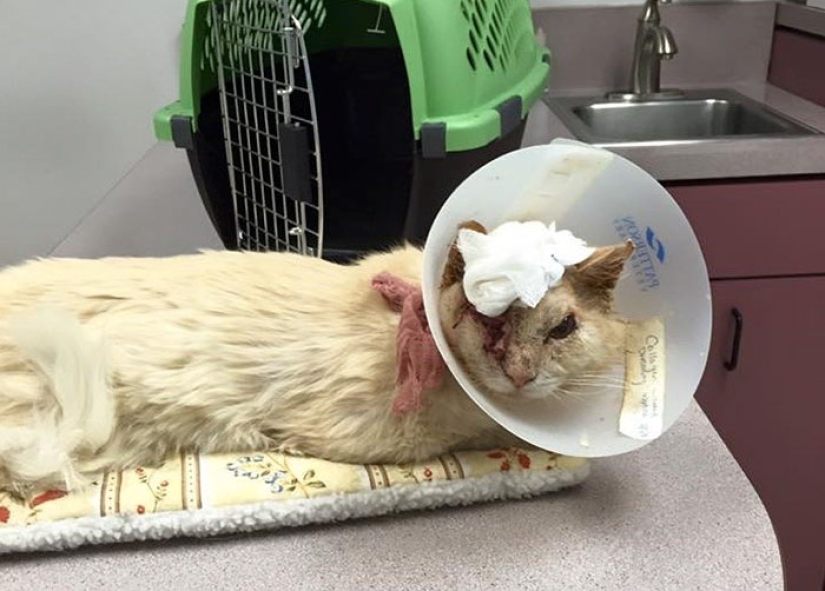 The cat was doused with acid, but he did not lose faith in people