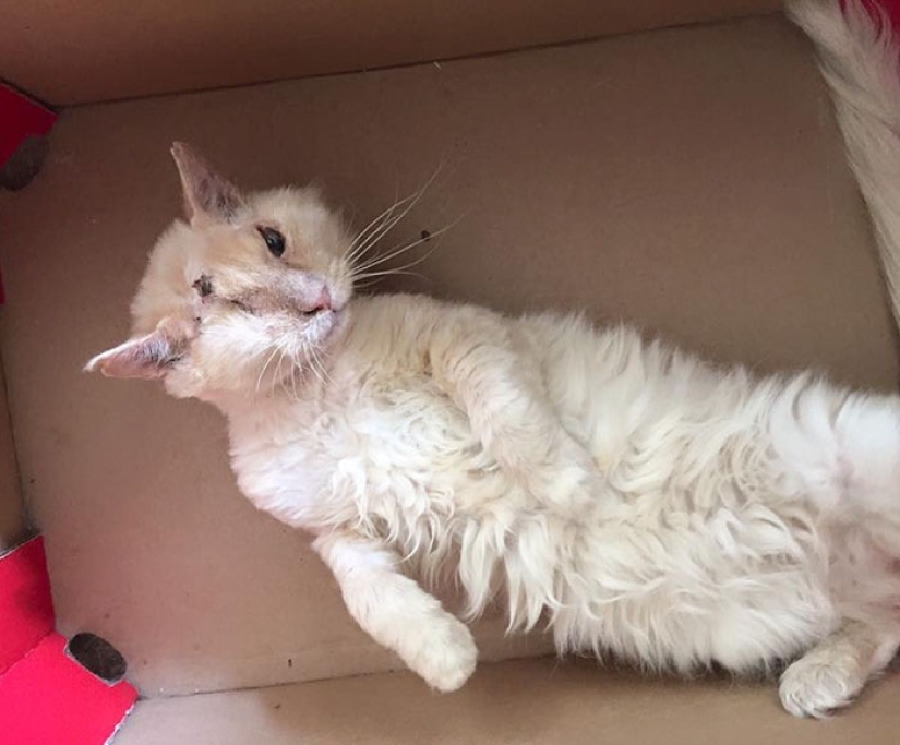 The cat was doused with acid, but he did not lose faith in people