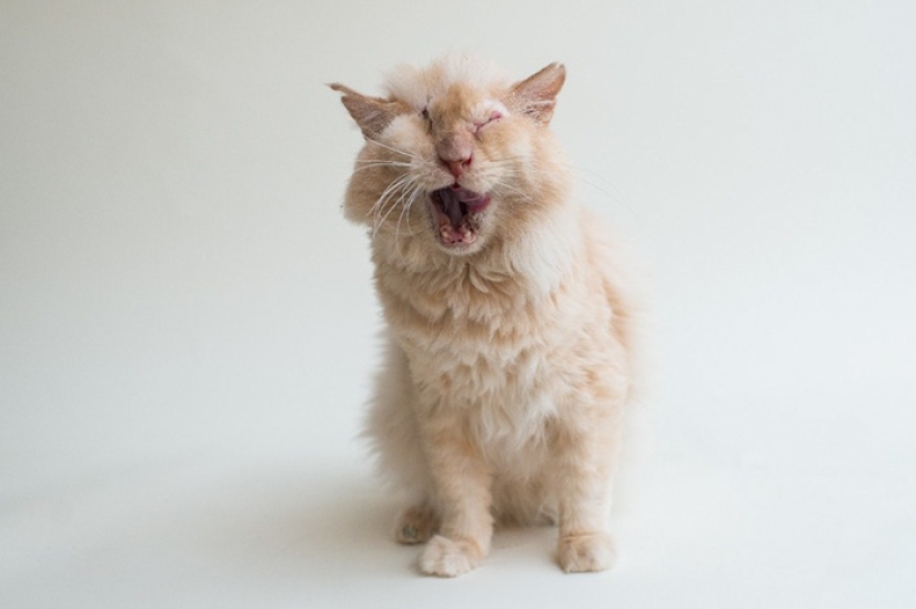 The cat was doused with acid, but he did not lose faith in people