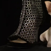 The charm of smallness: the smallest dog on the planet wins hearts