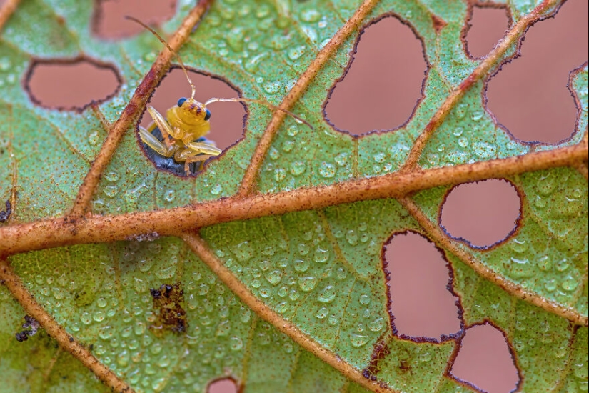 The Community Of Wikimedia Commons Has Chosen The 15 Most Beautiful Images Of 2006-2022