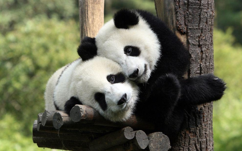 The cutest and funniest pandas