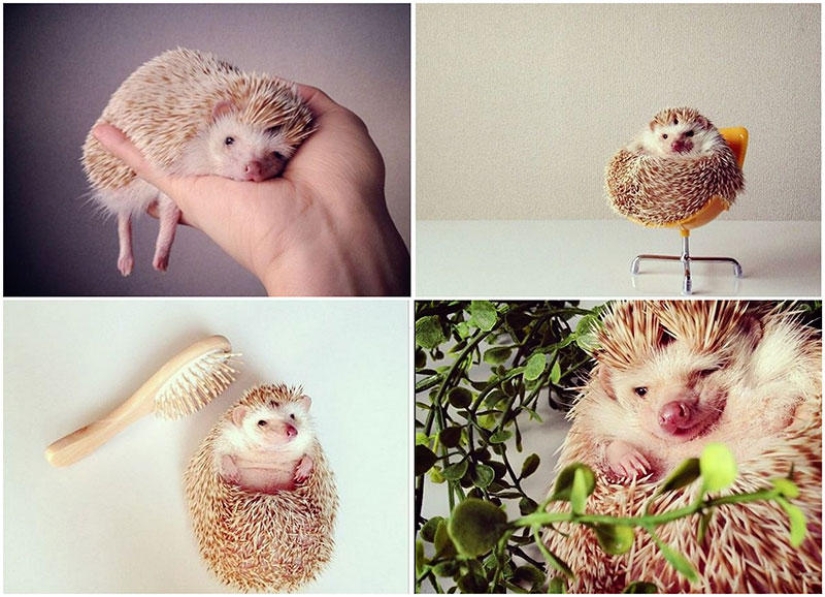 The cutest hedgehog from Instagram The cutest hedgehog from Instagram