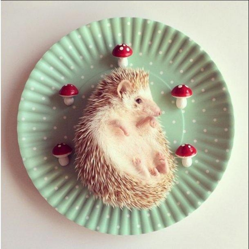The cutest hedgehog from Instagram The cutest hedgehog from Instagram