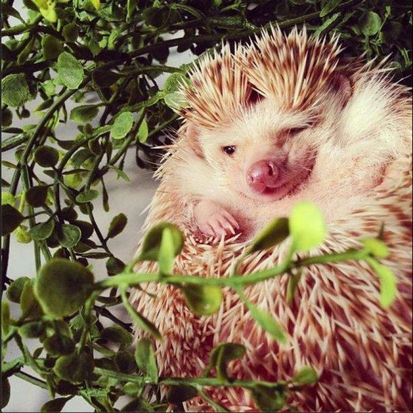 The cutest hedgehog from Instagram The cutest hedgehog from Instagram