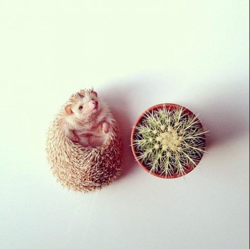 The cutest hedgehog from Instagram The cutest hedgehog from Instagram