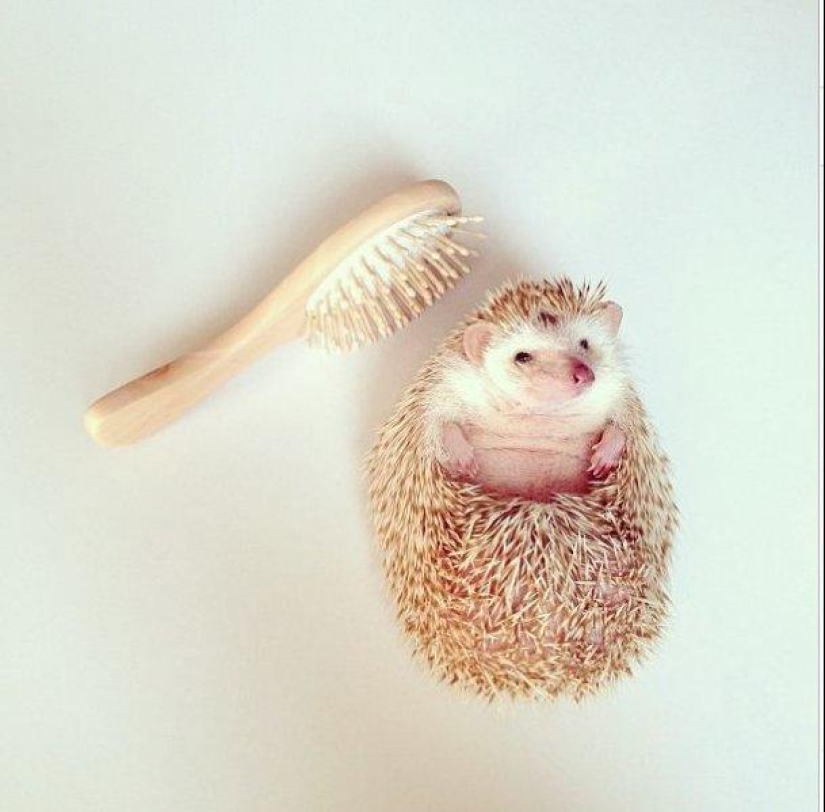 The cutest hedgehog from Instagram The cutest hedgehog from Instagram