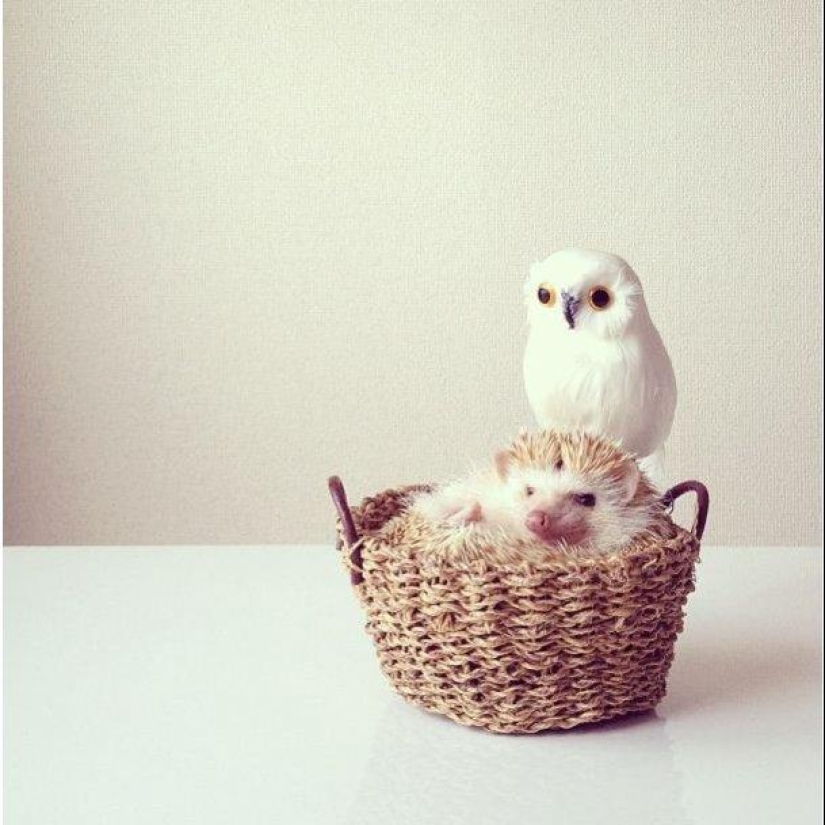 The cutest hedgehog from Instagram The cutest hedgehog from Instagram