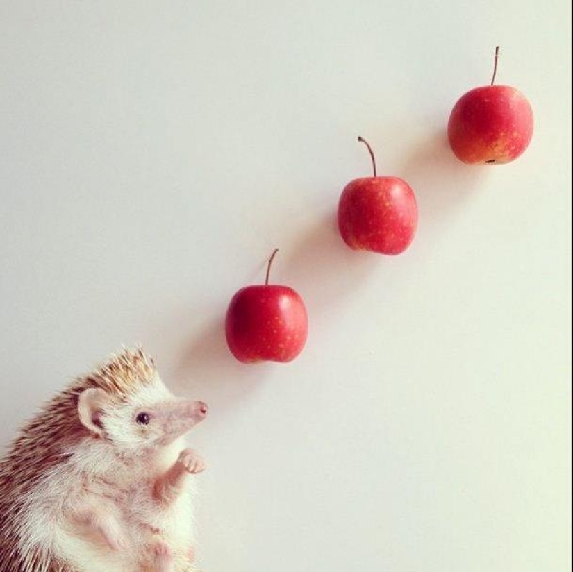 The cutest hedgehog from Instagram The cutest hedgehog from Instagram