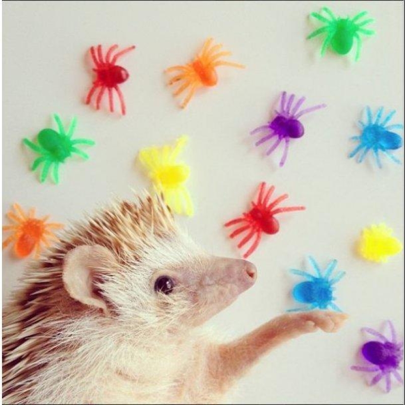 The cutest hedgehog from Instagram The cutest hedgehog from Instagram