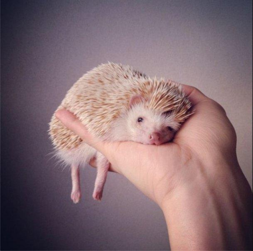 The cutest hedgehog from Instagram The cutest hedgehog from Instagram