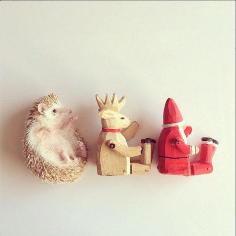The cutest hedgehog from Instagram The cutest hedgehog from Instagram