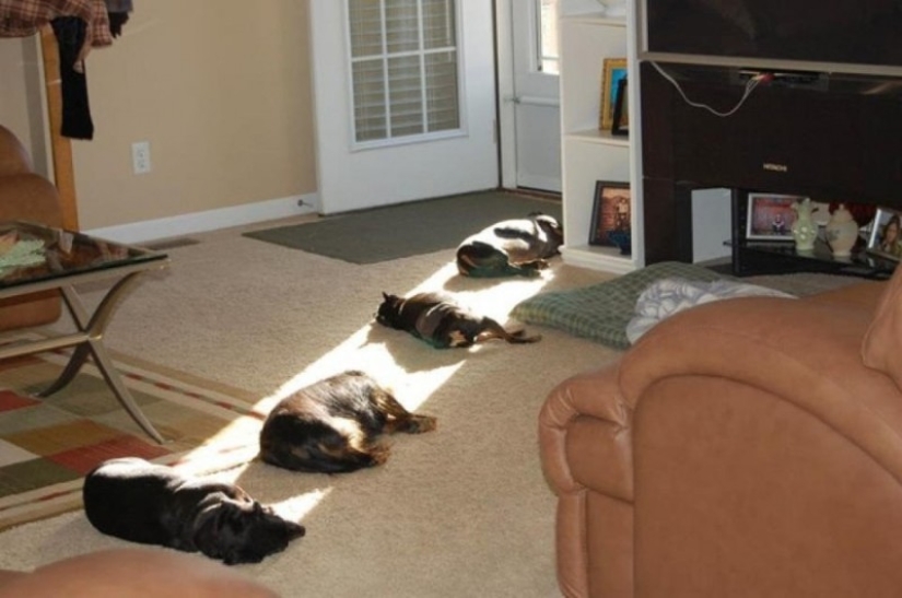 The cutest pets in search of warmth