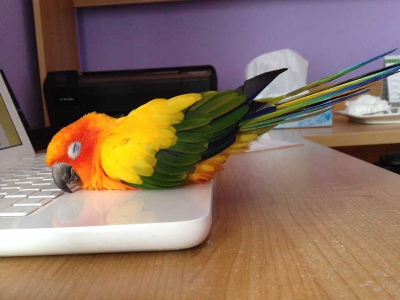 The cutest pets in search of warmth
