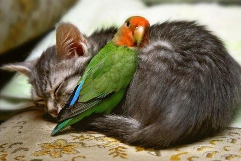 The cutest pets in search of warmth