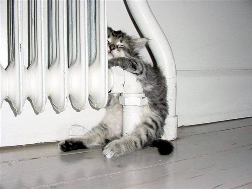 The cutest pets in search of warmth