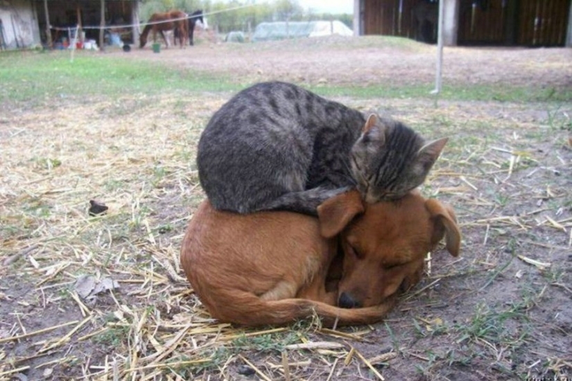 The cutest pets in search of warmth