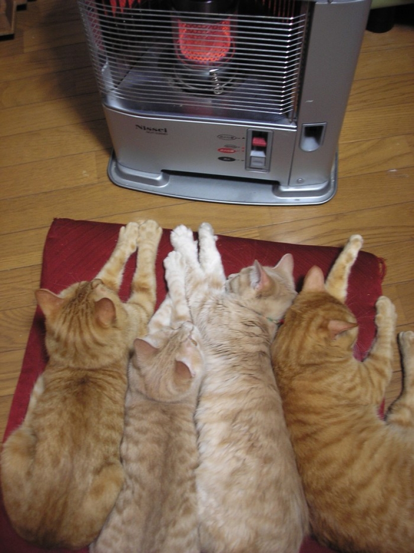 The cutest pets in search of warmth