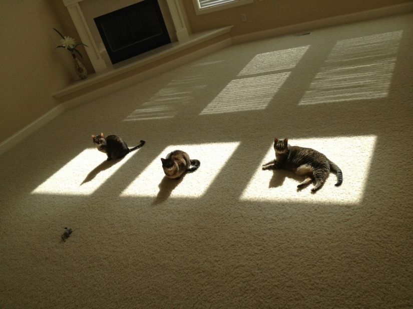 The cutest pets in search of warmth