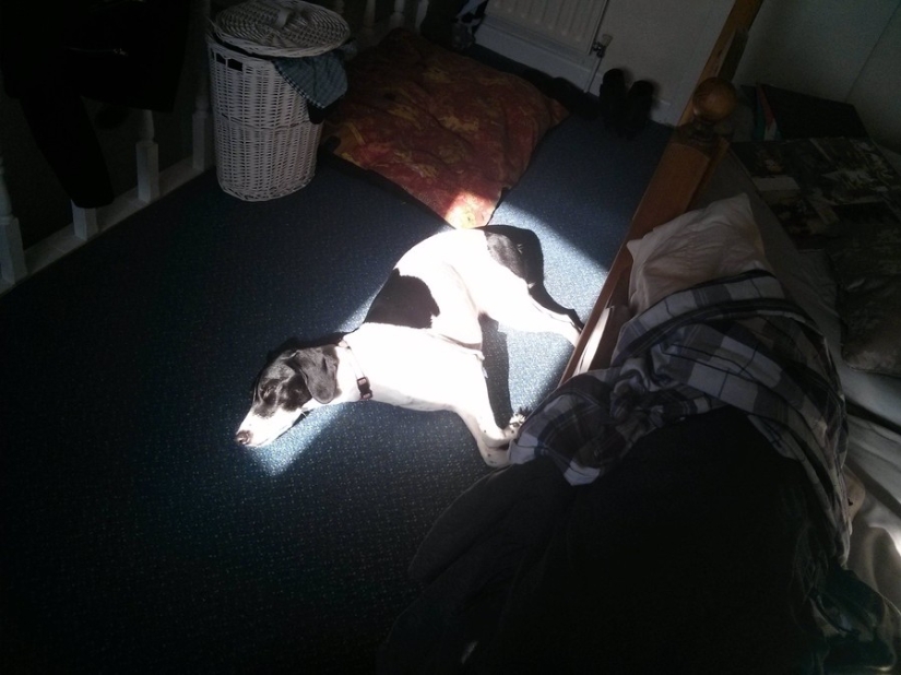 The cutest pets in search of warmth