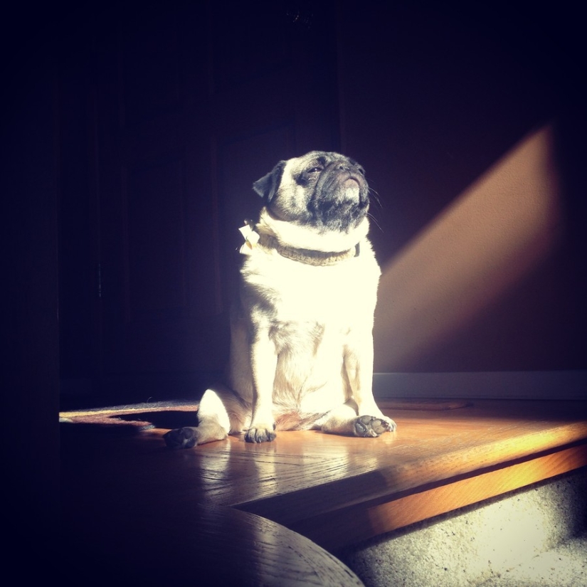The cutest pets in search of warmth