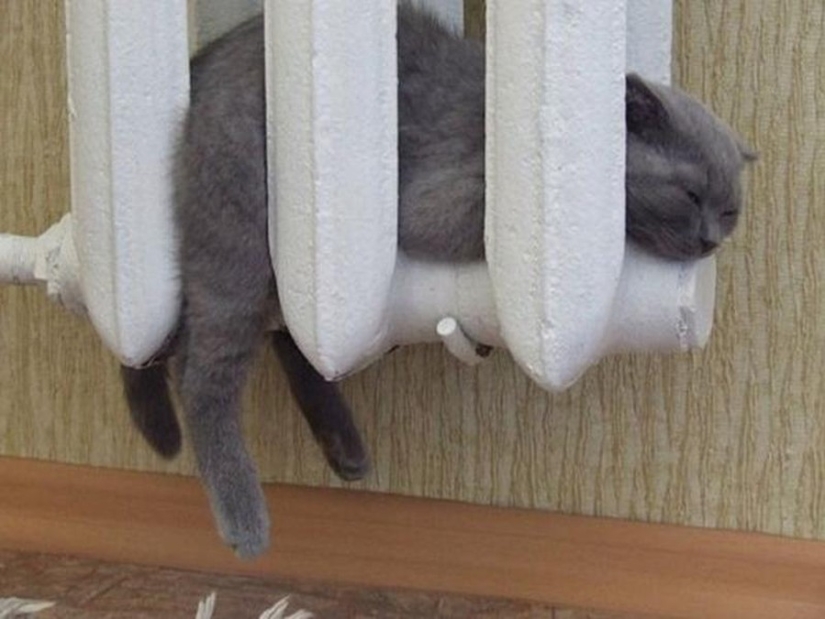 The cutest pets in search of warmth