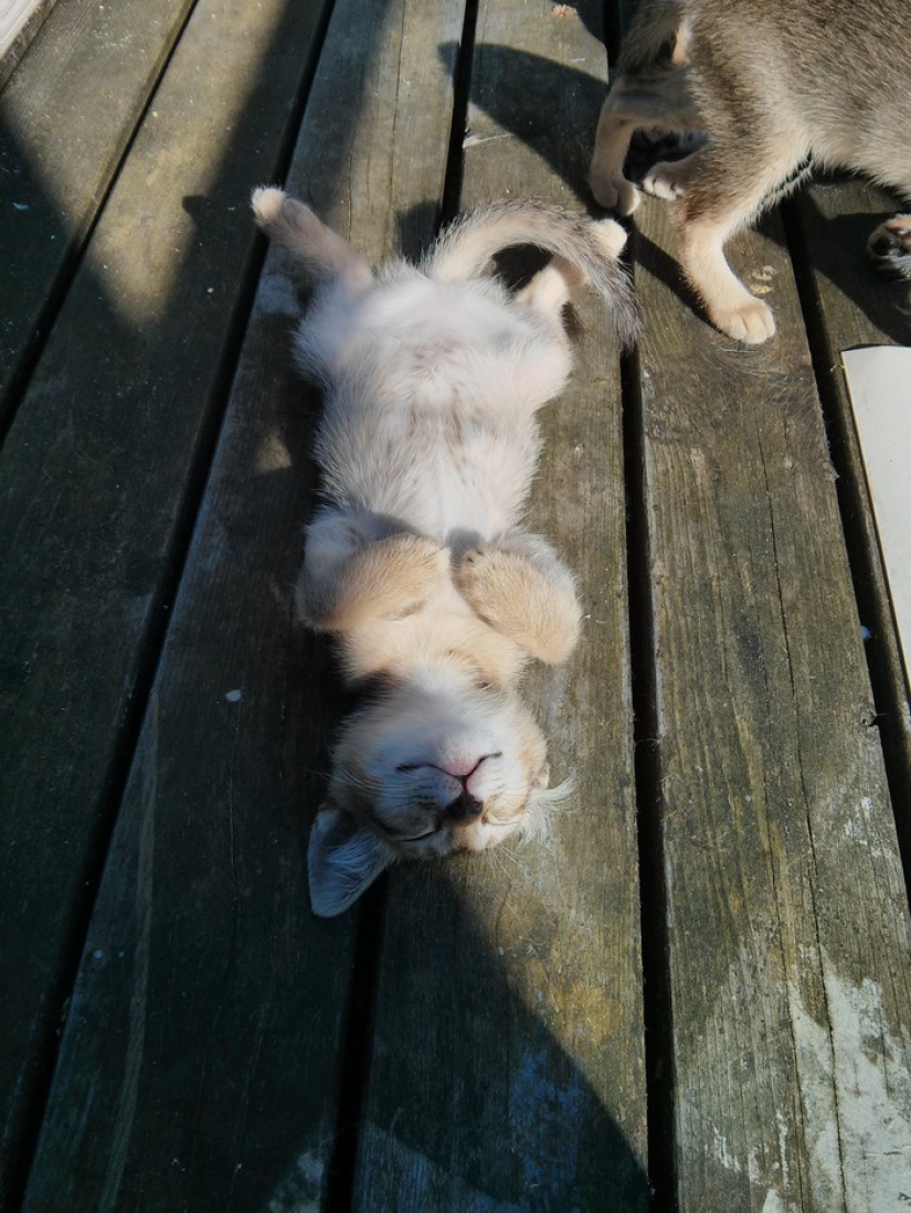 The cutest pets in search of warmth