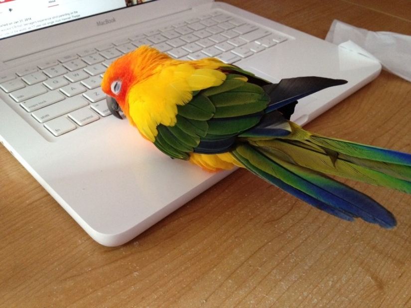 The cutest pets in search of warmth