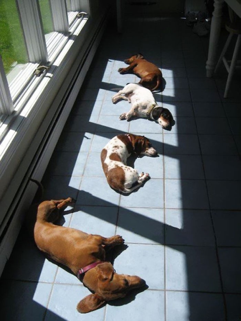 The cutest pets in search of warmth