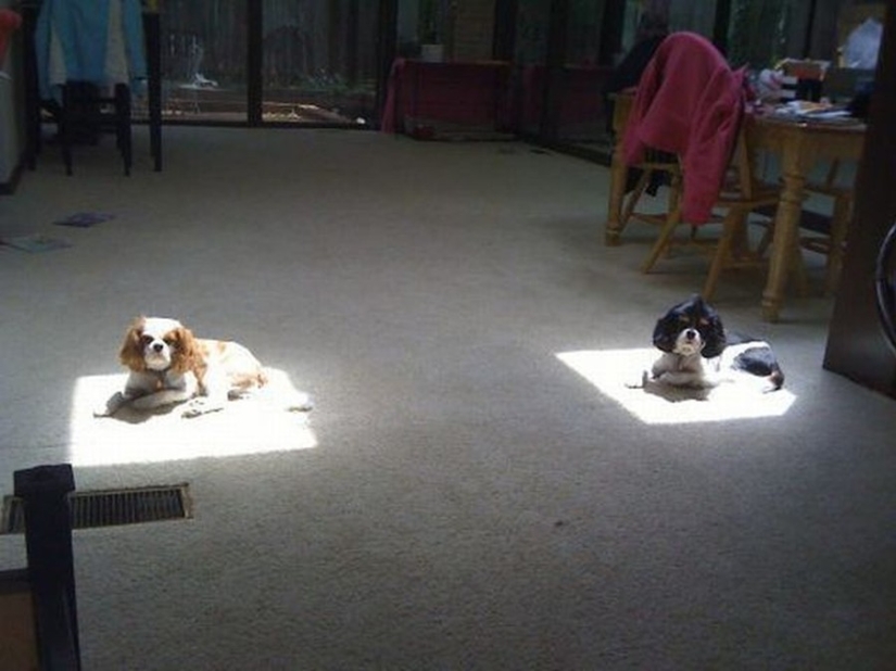 The cutest pets in search of warmth