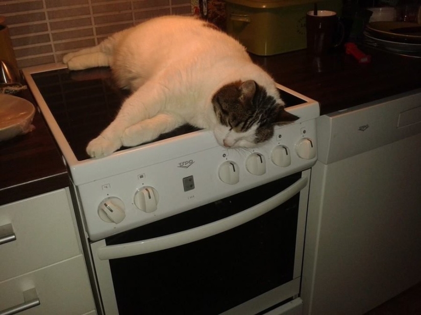 The cutest pets in search of warmth
