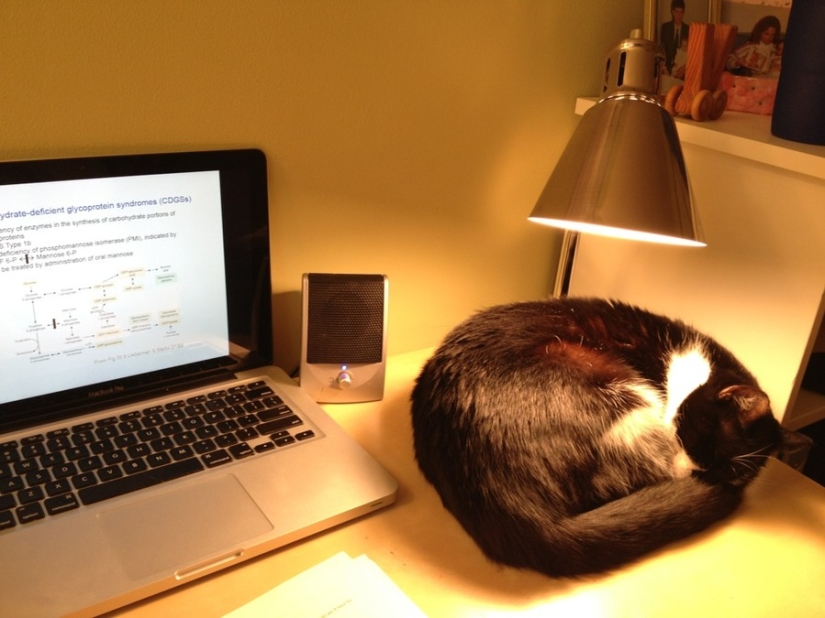 The cutest pets in search of warmth