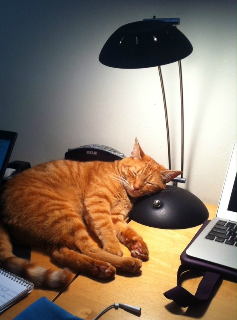 The cutest pets in search of warmth