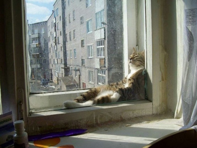 The cutest pets in search of warmth