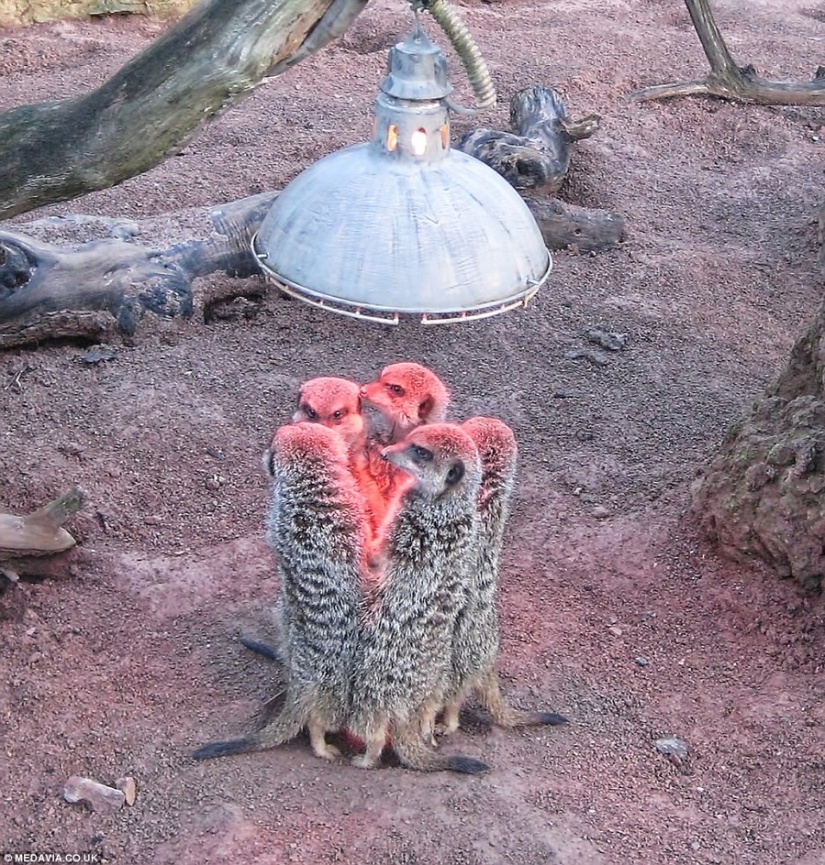 The cutest pets in search of warmth