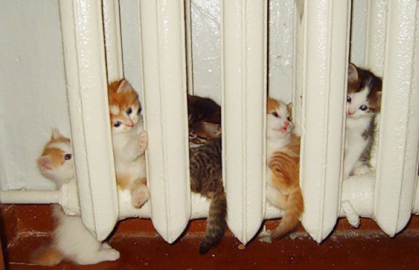 The cutest pets in search of warmth