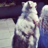 The direwolves from Game of Thrones exist!