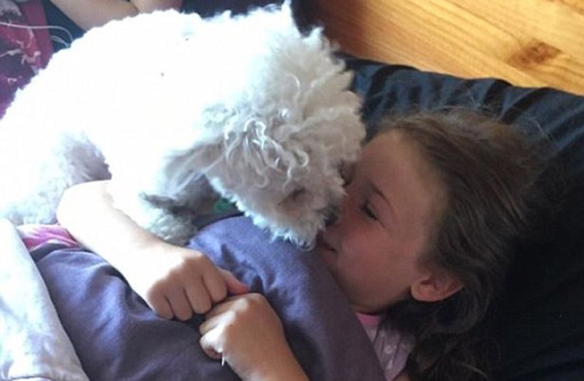 The dog anticipates the attacks of a little mistress with epilepsy The dog anticipates the attacks of a little mistress with epilepsy