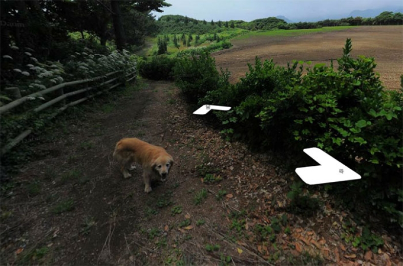 The dog follows the Google Street View device and photobombs every frame